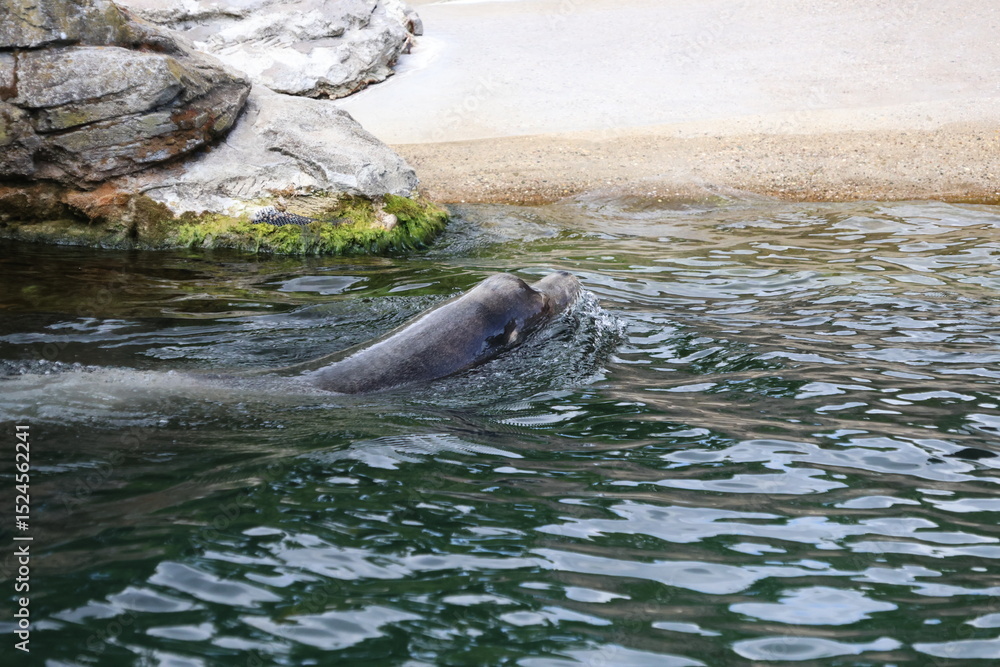 Fototapeta premium Sea lion swimming
