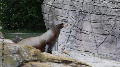 Sea lions on a rock