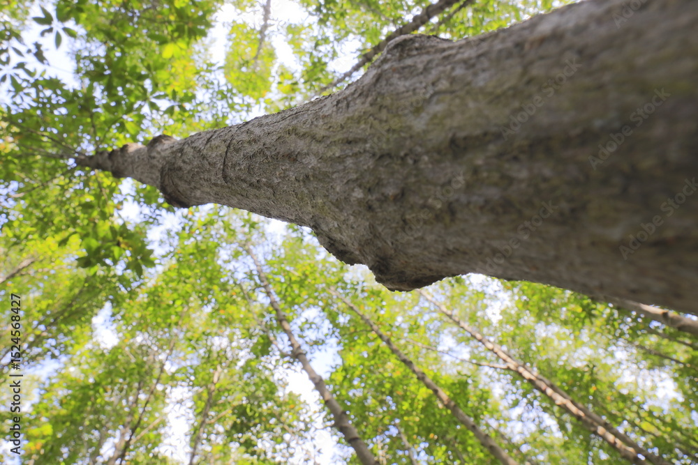 Fototapeta premium Big trees in the forest