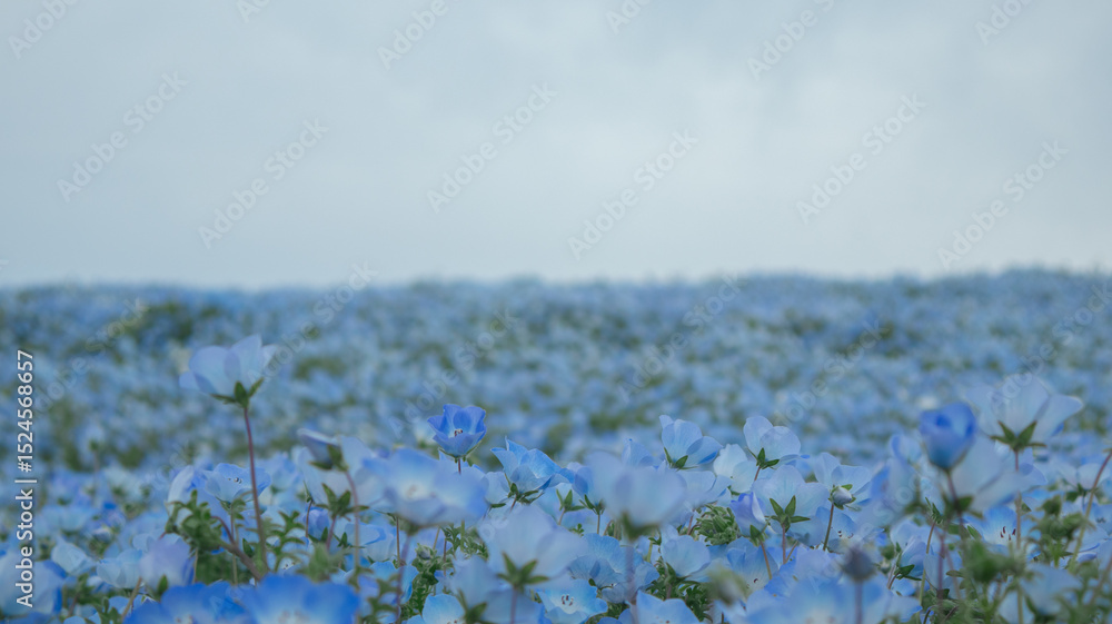 Obraz premium Maishima Blue Nemophila Flower Festival