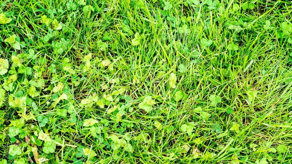 Vibrant green background of mostly wild grasses and clover, shot from above. Loose, relaxed, easy summer mood. Full frame. Copy space. Vibrant green background of mostly wild grasses and clover, shot from above. Loose, relaxed, easy summer mood. Full frame. Copy space.