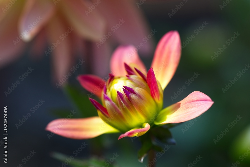 Fototapeta premium Vibrant Blooming Flower in Soft Focus
