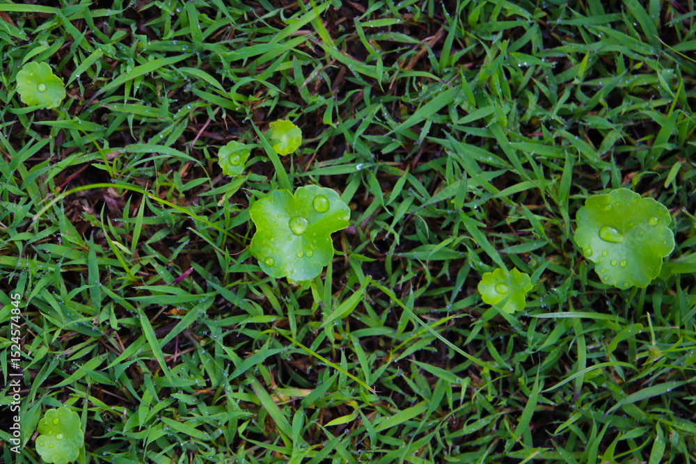 Fototapeta premium Fresh gotu kola leaves with dew drops on grass