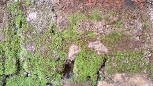 Wild Moss Growing on Humid Wall – Natural Green Carpet that Helps Maintain Humidity, Supports Micro-Ecosystems, and Filters Air, Used in Botanical and Eco-Themed Projects