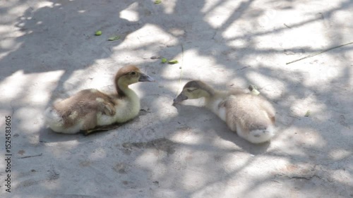 Adorable Duckling Standing Alone on Sunlit Concrete Surface Under Tree Shade Patterns