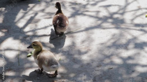 A Fluffy Duckling Wanders Beneath Dappled Tree Shadows