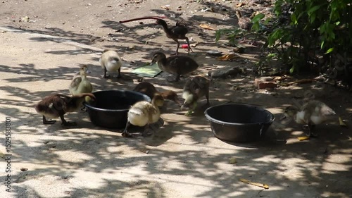 Ducklings Gathering Around Water Containers Under Shade on Sunlit Concrete Surface with Leaves