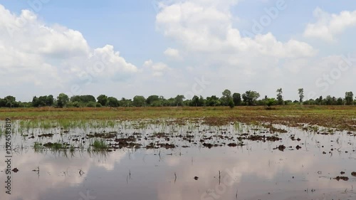 Flooded Rice Field Under Cloudy Sky with Young Plants and Distant Tree Line