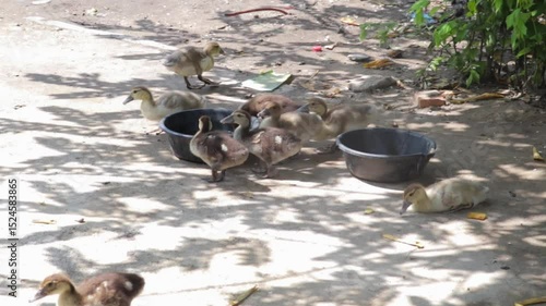 Group of Ducklings Gathering Around Water Bowls on Sunlit Ground Under Tree Shade