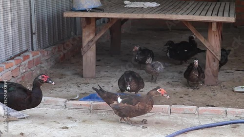 Group of Muscovy Ducks Resting and Roaming Near Shelter on Farm Ground