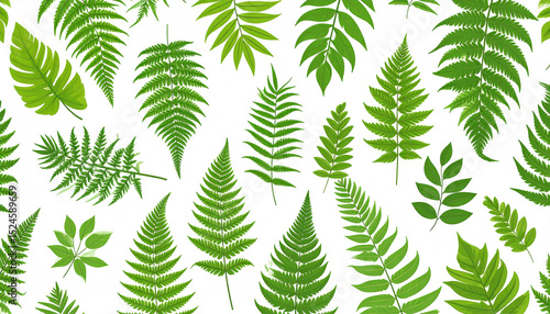 A vibrant collection of various fern fronds, lush green hues, scattered against a clean white background, creating a lively, botanical pattern