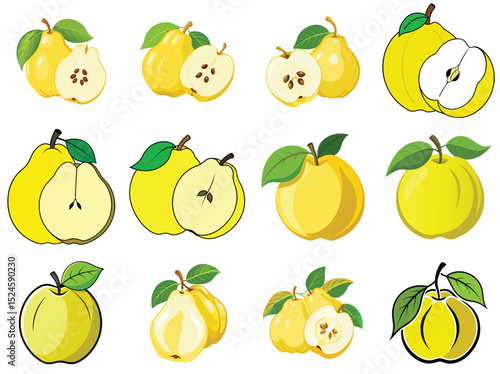 Quince fruit vector illustration isolated on white background.
