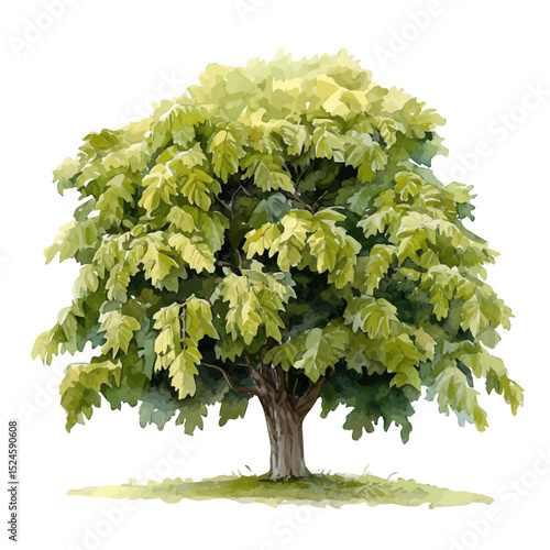 A Sweet Chestnut Tree, watercolor painting vector, high quality, isolated on a white background.