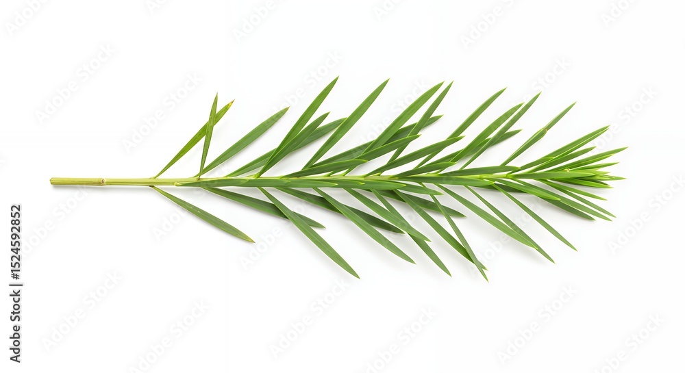 Fototapeta premium A Detailed Closeup of a Sprig of Green Leaves Isolated on a White Background Botanical Photography