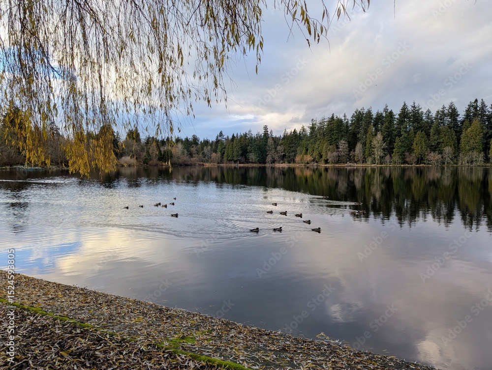 Fototapeta premium reflection of trees in the lake