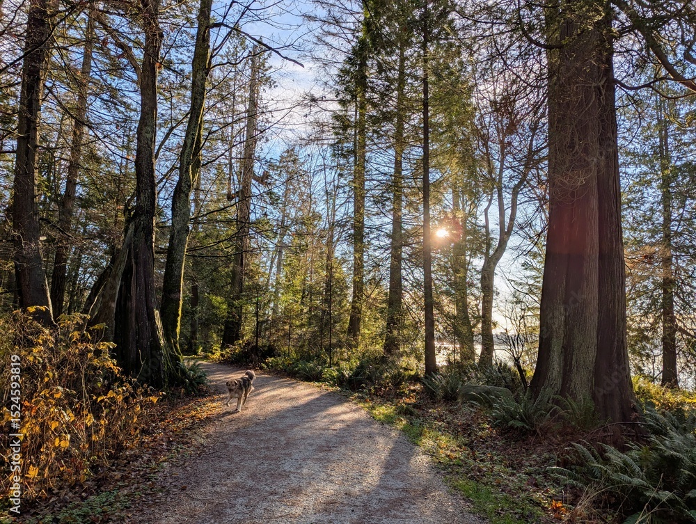 Fototapeta premium road in the forest