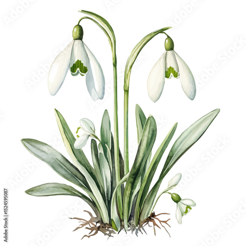watercolor vector of A Snowdrop Plant, high quality, isolated on a white background.