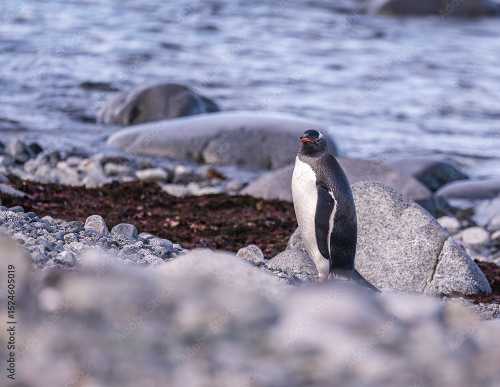 Fototapeta premium Gentoo Penguins behavior of Antarctica 