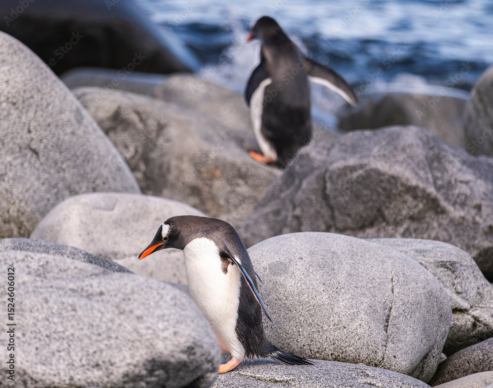 Obraz premium Gentoo Penguins behavior of Antarctica 