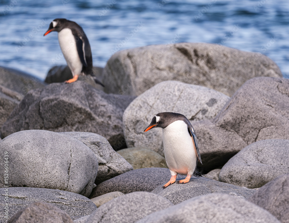 Fototapeta premium Gentoo Penguins behavior of Antarctica 