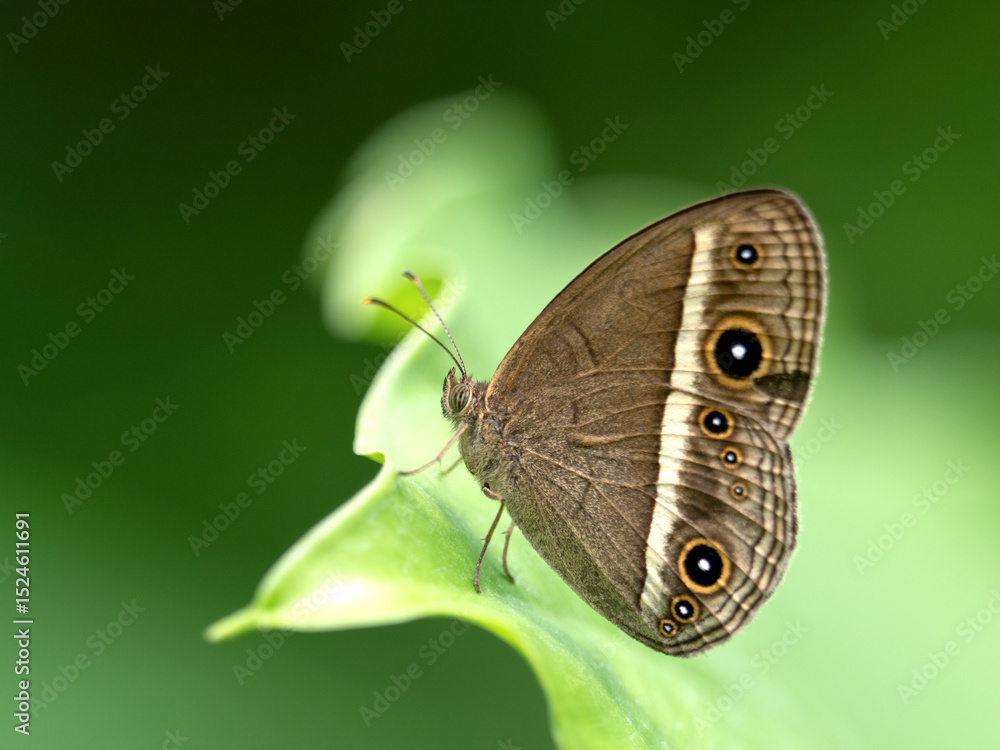 Obraz premium チョウ リュウキュウヒメジャノメ