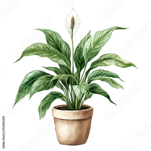 watercolor vector of A Peace Lily Plant, high quality, isolated on a white background.