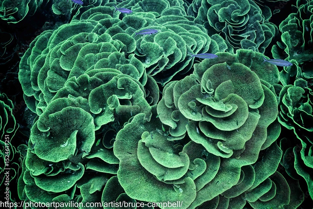 Fototapeta premium a cabbage patch reef in Fiji