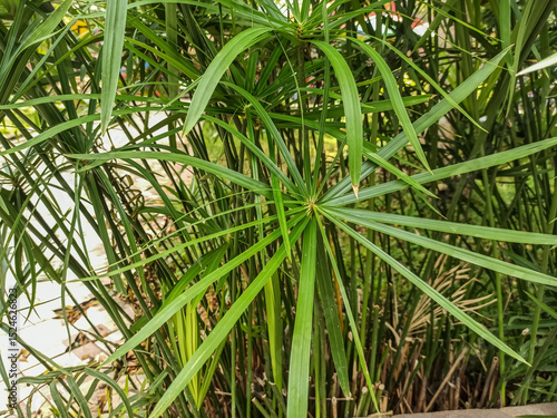 fresh cyperus green grass