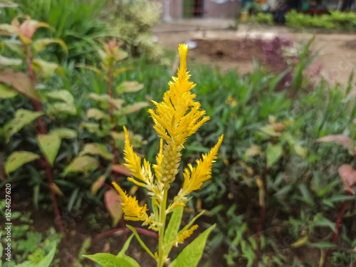 Cockscomb flowers thrive in the city park with shades of yellow.