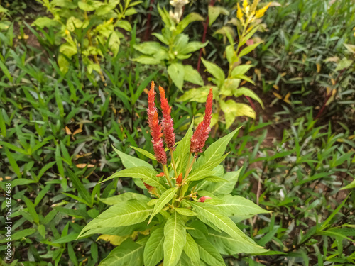 red cockscomb flowers
