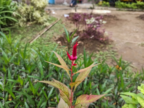 red cockscomb flowers are flourishing in the municipal park.