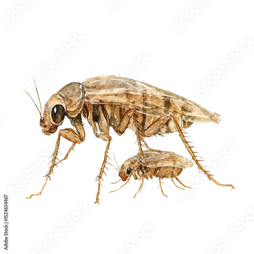 A Mother Flea With Her Kid, watercolor clipart vector, high quality, isolated on a white background.