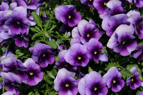 Close up of purple viola flowers blooming in a sunny day background.