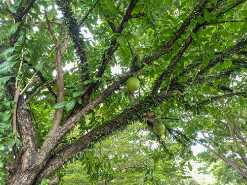 This fruit is called mojo