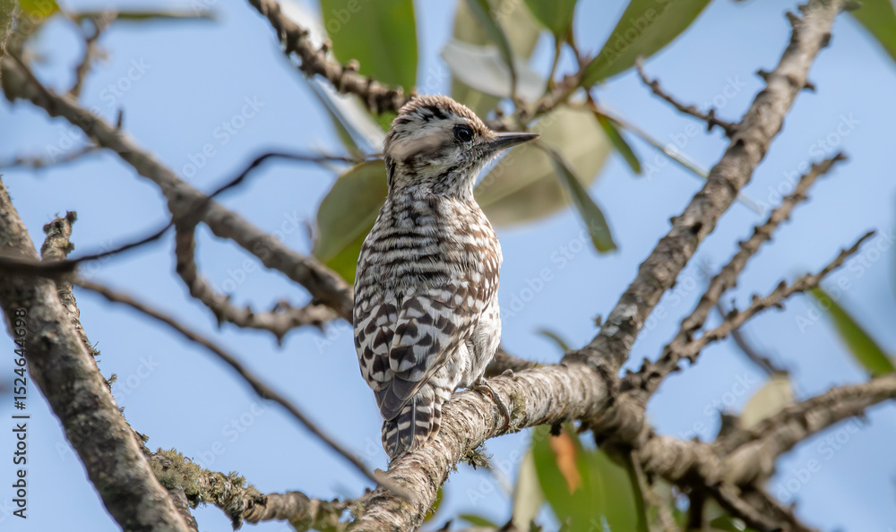 Obraz premium Checkered Woodpecker 