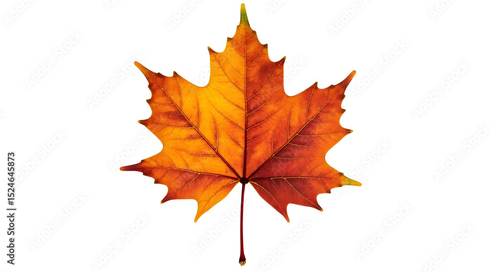 Fototapeta premium Autumn maple leaf isolated on white background