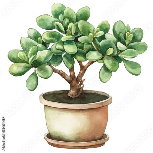 A Jade Plant, watercolor drawing vector, high quality, isolated on a white background.