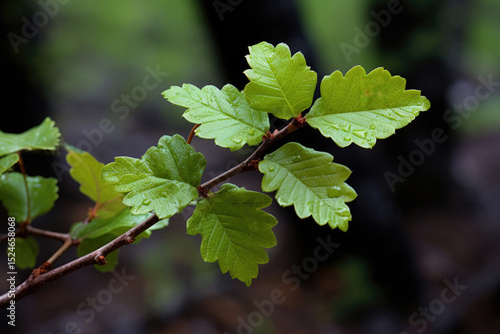 Springtime in Northern California sees the vibrant blossoming of the Poison Oak Leaf