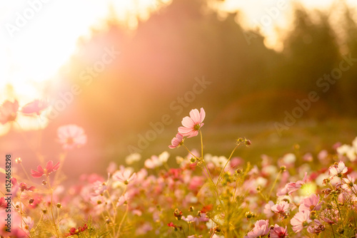 Pink cosmos flowers glowing in sunset light, rural Japan landscape in autumn