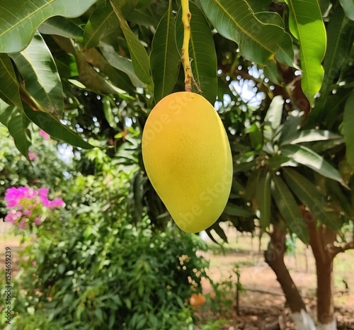 Ripe Mango on Tree – Tropical Summer Fruit in Natural Green Environment
09 June 2025 city Multan Punjab Pakistan 
