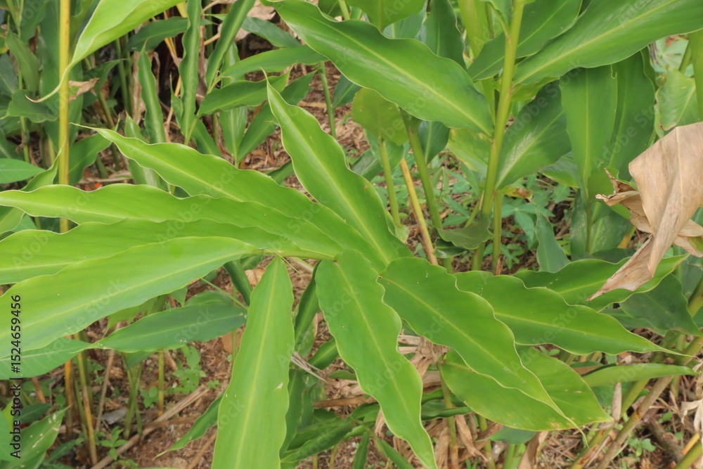 Obraz premium Dense thicket of vibrant green cardamom plants with tall stalks, creating a lush tropical scene. Ideal for botanical, natural, and agricultural themes, showcasing healthy growth
