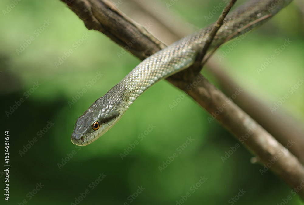 Obraz premium 樹上から見下ろすアオダイショウヘビの頭部ポートレート(自然環境下マクロ撮影)