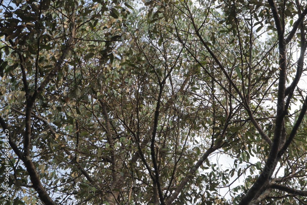 Obraz premium A view upward through tree branches with sparse green and brown leaves against a bright sky