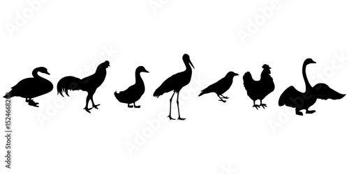 silhouettes of various kinds of birds