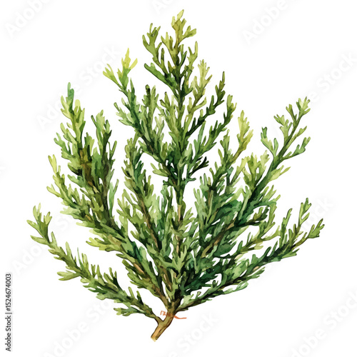 A Cypress Plant, watercolor drawing vector, high quality, isolated on a white background.
