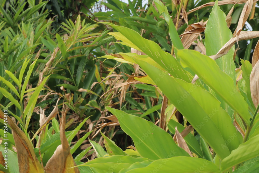 Obraz premium Green brown tropical leaves fill frame showcasing botanical diversity