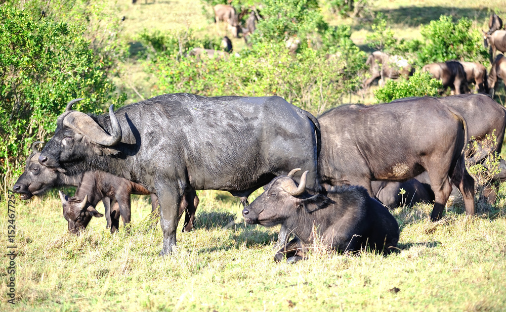 Fototapeta premium African Buffalo in the Kruger National Park , Wildlife scene from Africa nature,&nbsp; Big animal in the habitat. 