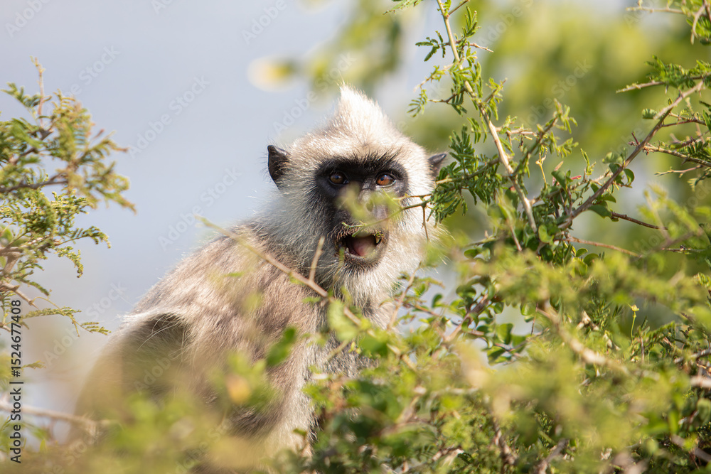 Obraz premium gray langurs, hanuman langurs, sacred monkeys of sri lanka