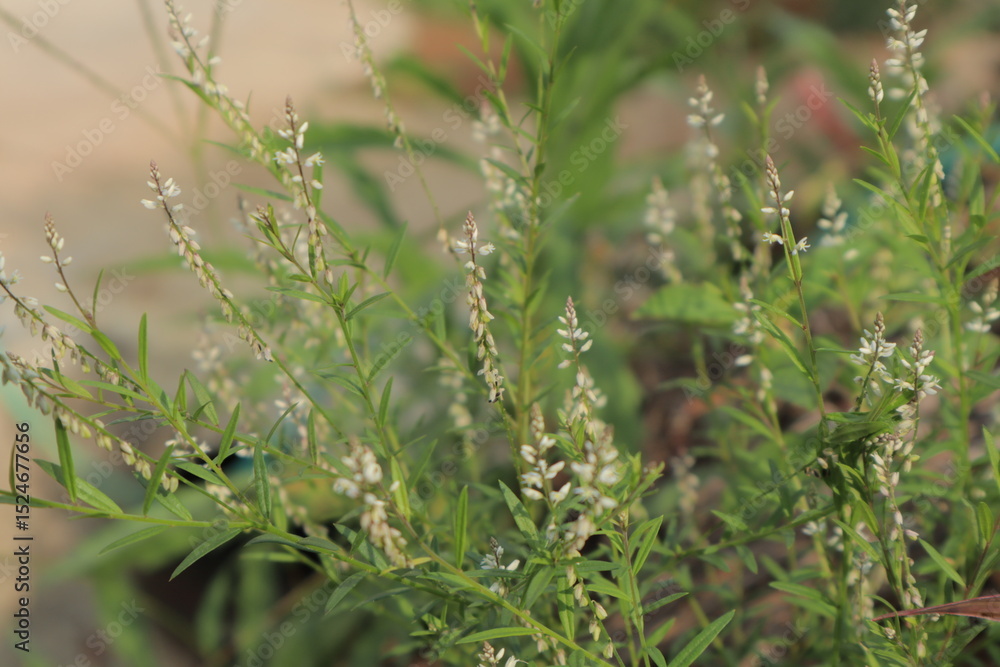 Small white flowers of Polygala paniculata on slender green stalks fill the frame, blurring into a natural brown soil background. Ideal for botanical and outdoor themes Small white flowers of Polygala paniculata on slender green stalks fill the frame, blurring into a natural brown soil background. Ideal for botanical and outdoor themes