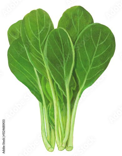 小松菜のイラスト